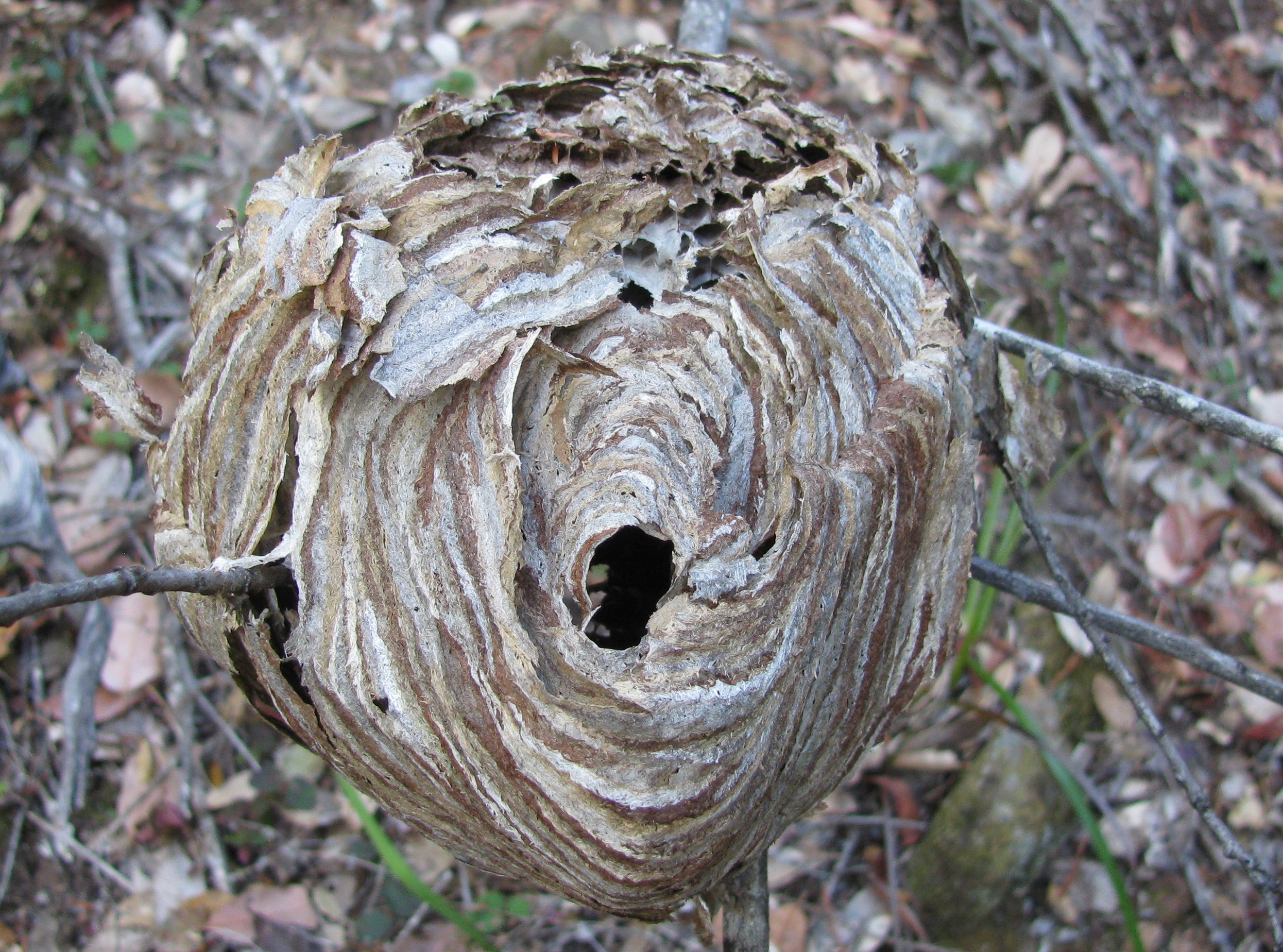Bald-Faced Hornet Nest | East Peak Loop, Mt. Tam | October