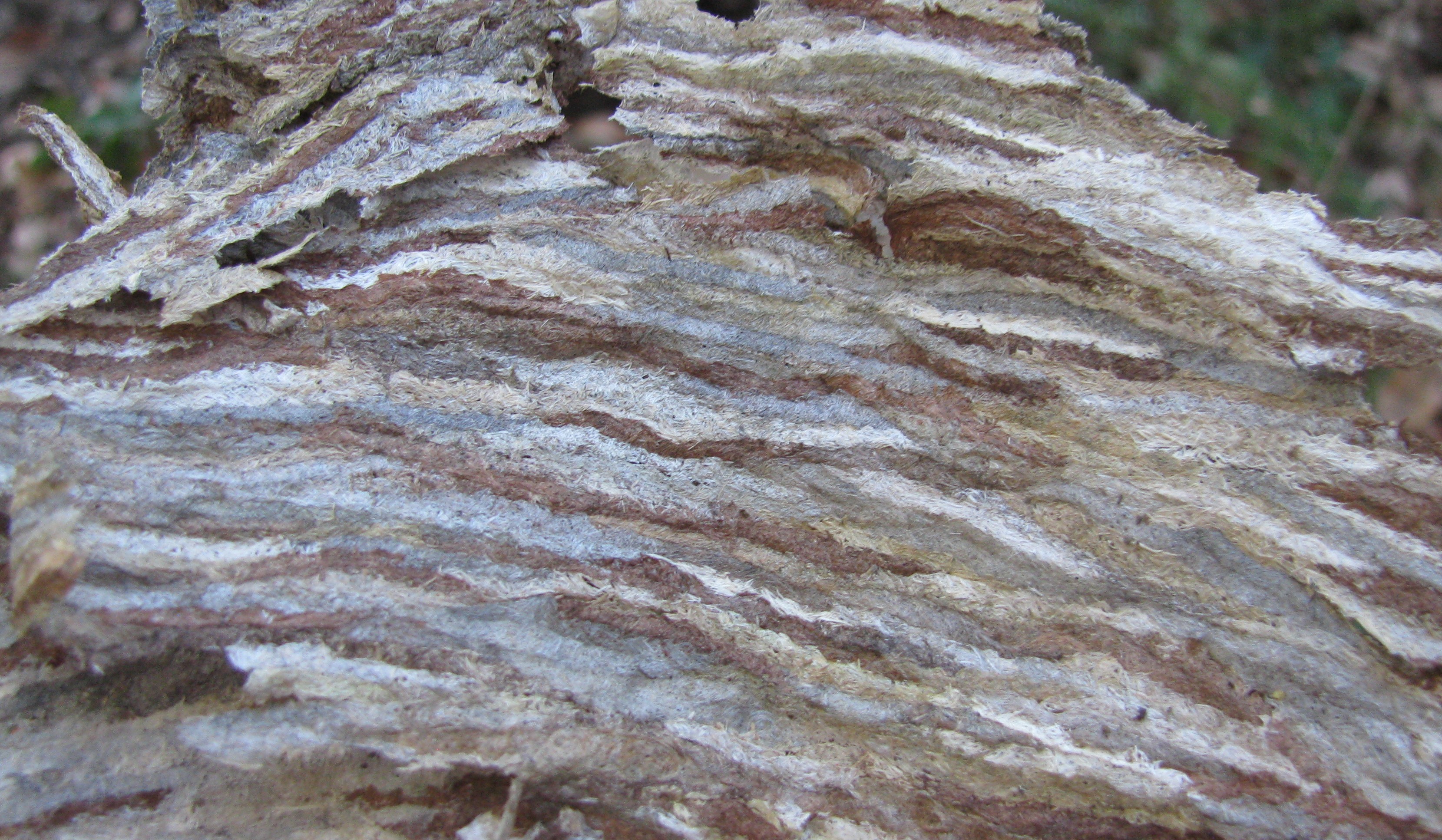 close-up of Bald-faced Hornet Nest