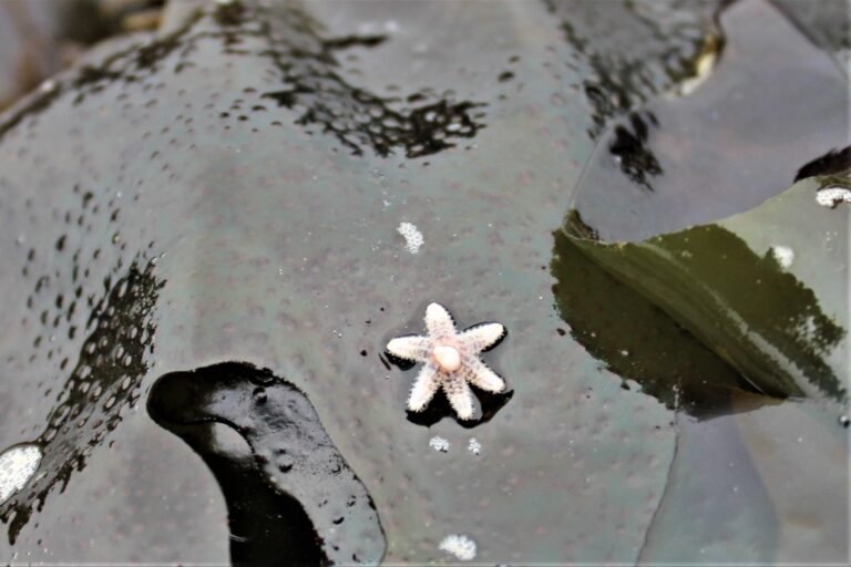Pillar Point Tide Pools Marin = Hike