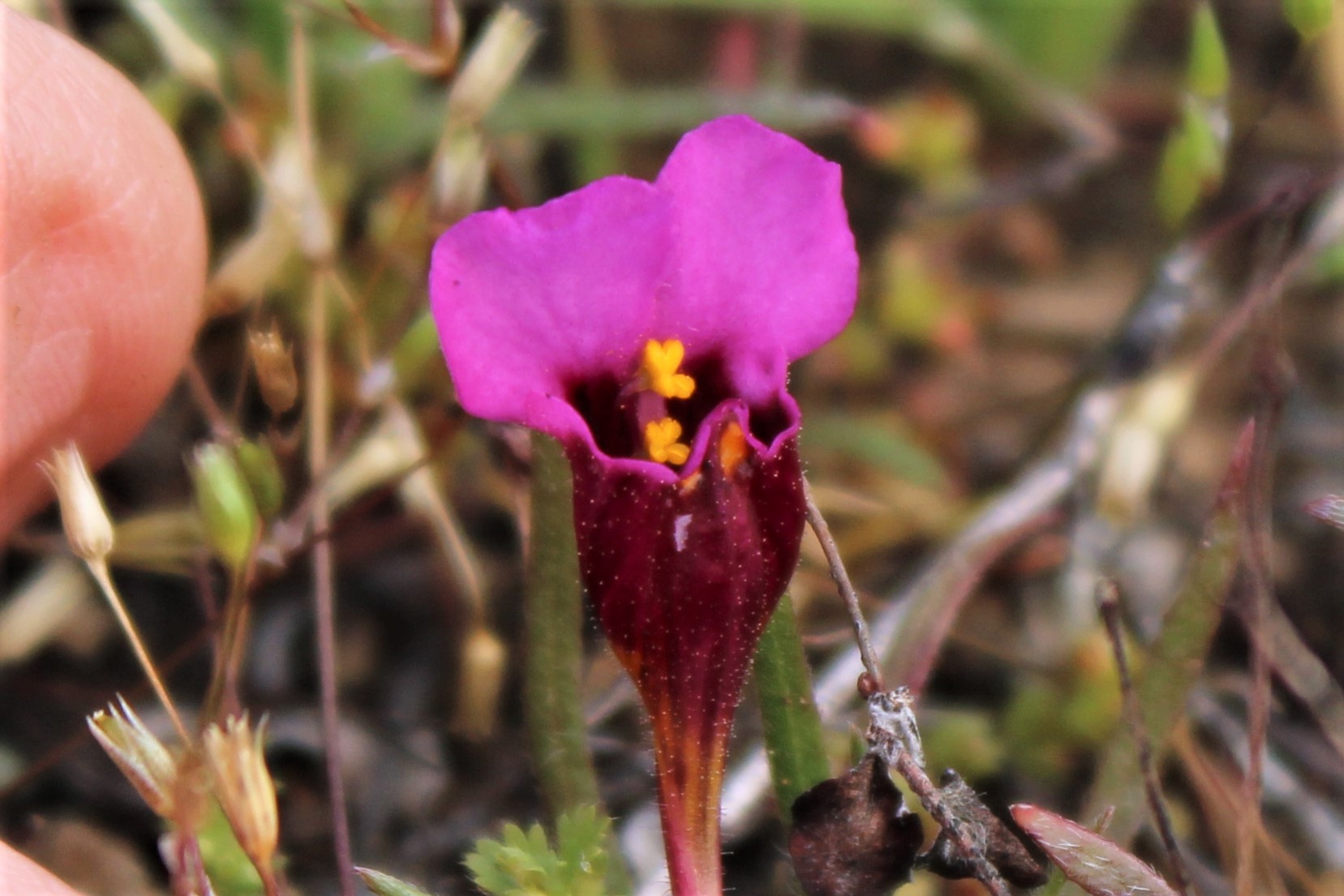 Mount Burdell Open Space – Marin = Hike
