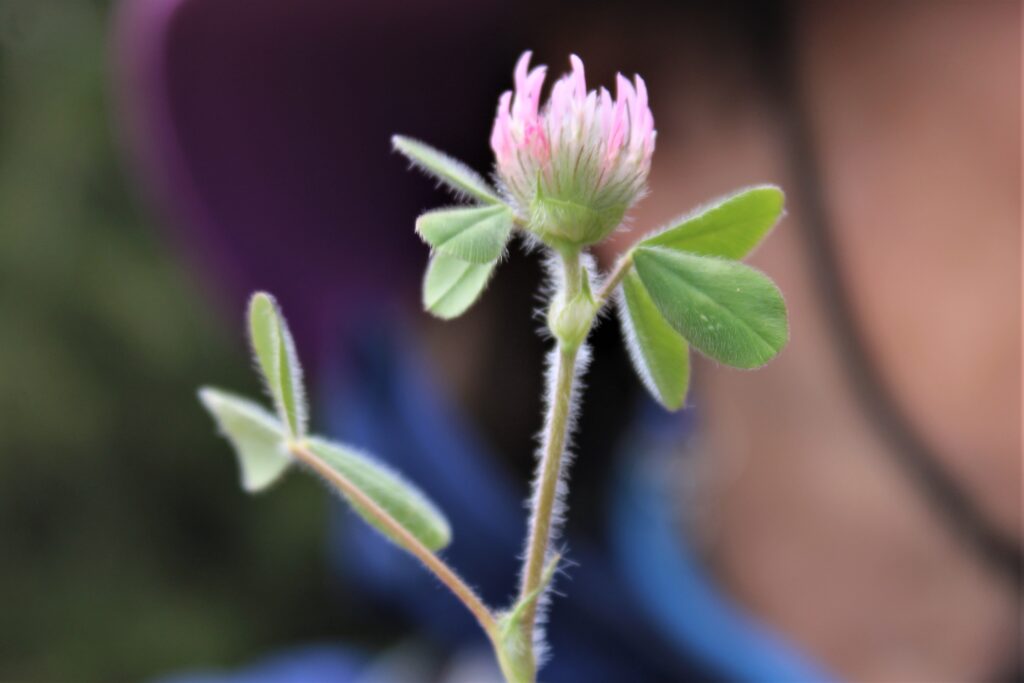 Rose Clover Trifolium hirtum